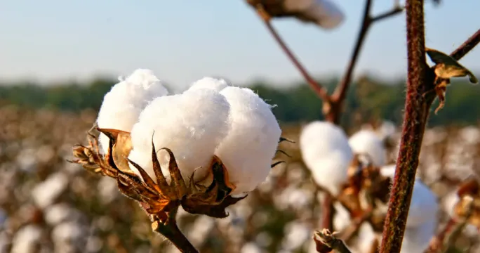 Sustainable Jeans
